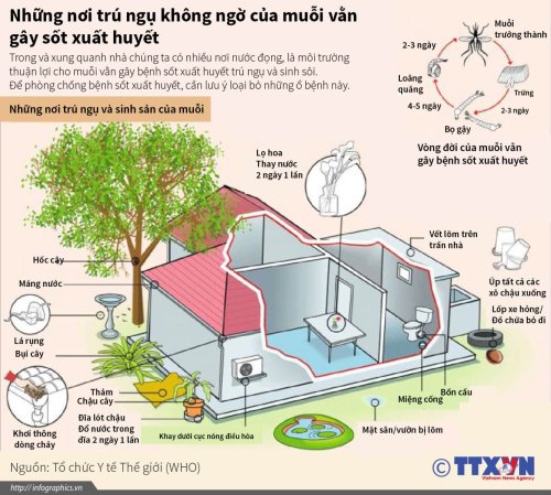 Sốt xuất huyết 2.jpg