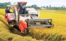 xã Xuân Lộc tăng cường chỉ đạo thu hoạch diện tích lúa vụ mùa, đẩy mạnh sản xuất vụ đông năm 2022- 2023