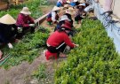 Hội Liên hiệp phụ nữ xã Xuân Lộc thực hiện mô hình hàng rào xanh