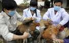 Bài tuyên truyền về tiêm phòng vắc xin phòng dịch bệnh cho đàn gia súc, gia cầm đợt 1 năm 2021.